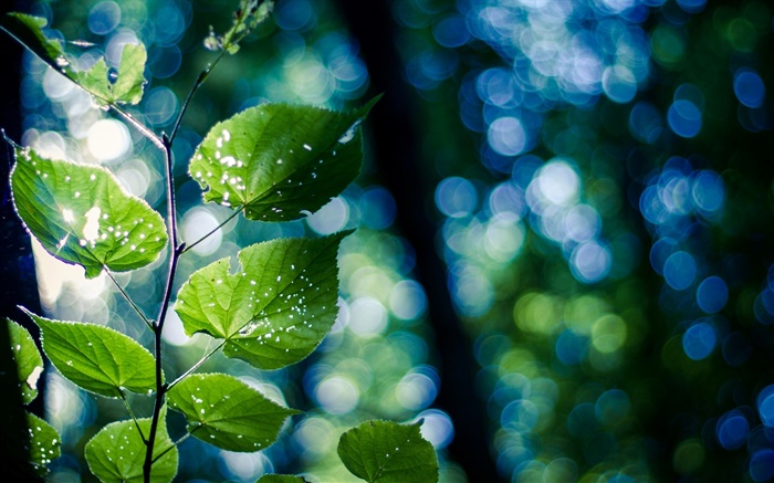 Tree branch, green leaves, macro, bokeh Wallpapers Pictures Photos Images