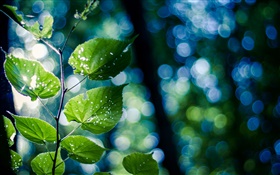 Tree branch, green leaves, macro, bokeh HD wallpaper