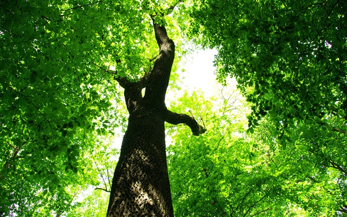 Tree, green leaves, sun rays Wallpapers Pictures Photos Images