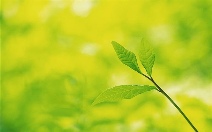 Tree leaves close-up, bokeh Wallpapers Pictures Photos Images