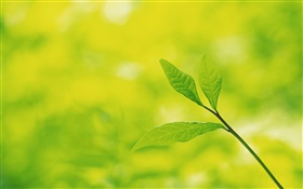 Tree leaves close-up, bokeh HD wallpaper