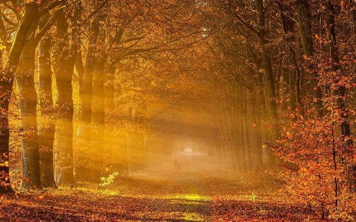 Trees, red leaves, road, people, sunlight, autumn Wallpapers Pictures Photos Images