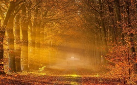 Trees, red leaves, road, people, sunlight, autumn HD wallpaper