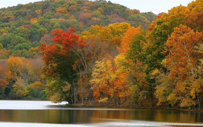 Trees, river, autumn Wallpapers Pictures Photos Images