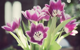 Tulip flowers, petals, glare, bokeh HD wallpaper