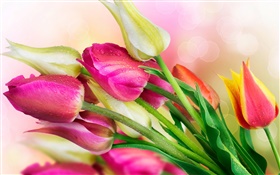 Tulips flowers, water droplets HD wallpaper