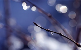 Twigs, glare, spring HD wallpaper