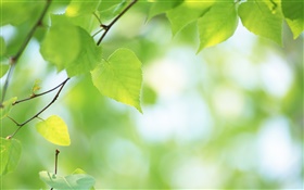 Twigs, love hearts leaves, green HD wallpaper