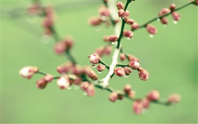 Twigs, pink flower buds, spring HD wallpaper