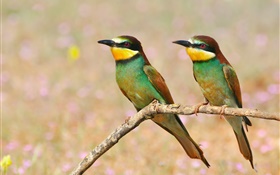 Two birds, tree branch