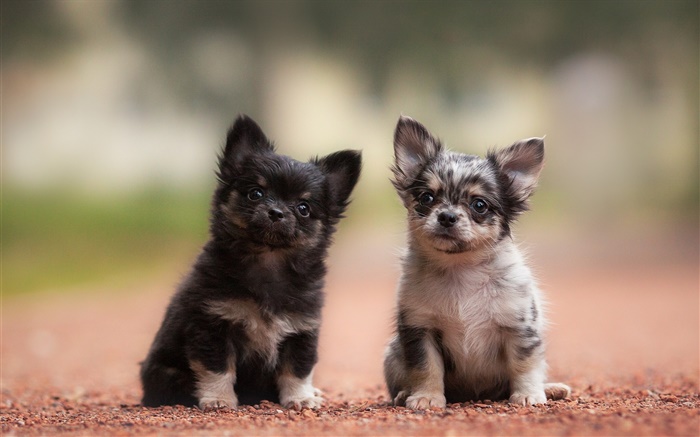 Two dogs, puppies, black and gray Wallpapers Pictures Photos Images