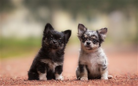 Two dogs, puppies, black and gray HD wallpaper