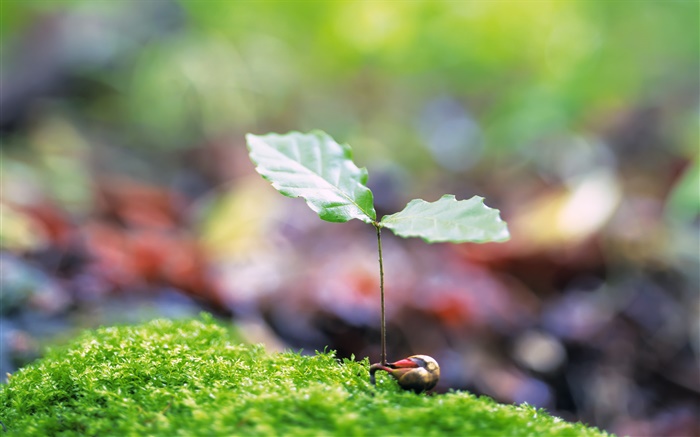 Two leaves, spring bud, green Wallpapers Pictures Photos Images