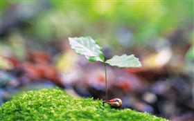 Two leaves, spring bud, green HD wallpaper