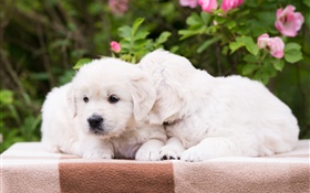 Two puppies, white dogs HD wallpaper