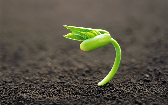 Vegetable seed germination, spring Wallpapers Pictures Photos Images