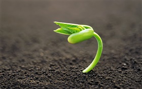 Vegetable seed germination, spring HD wallpaper