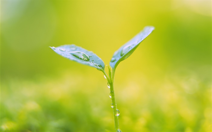 Water drops, buds, spring, bokeh Wallpapers Pictures Photos Images