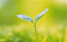 Water drops, buds, spring, bokeh HD wallpaper