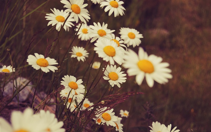 White daisies flowers, petals, bokeh Wallpapers Pictures Photos Images