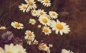 White daisies flowers, petals, bokeh HD wallpaper