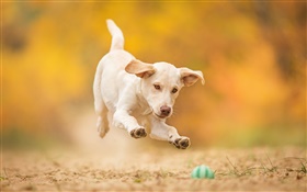White dog, puppy, jump, play ball HD wallpaper