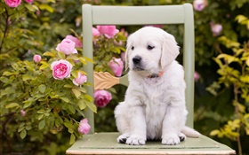 White dog, puppy, rose flowers, chair HD wallpaper