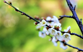 White flowers, plum blossoms, spring HD wallpaper