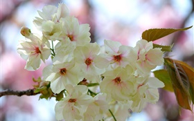White pink petals, twigs, flowers, spring HD wallpaper