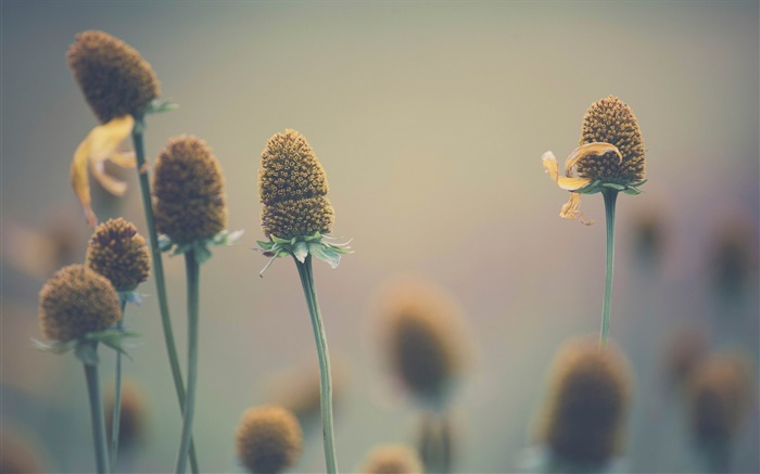 Wild flowers, macro, bokeh Wallpapers Pictures Photos Images