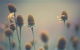 Wild flowers, macro, bokeh HD wallpaper