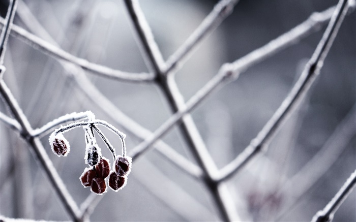 Winter, twigs, berries Wallpapers Pictures Photos Images