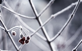 Winter, twigs, berries HD wallpaper