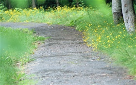 Yellow wildflowers, path, blurry HD wallpaper