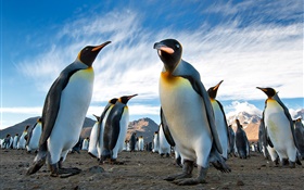 Animals close-up, penguins, sky, clouds