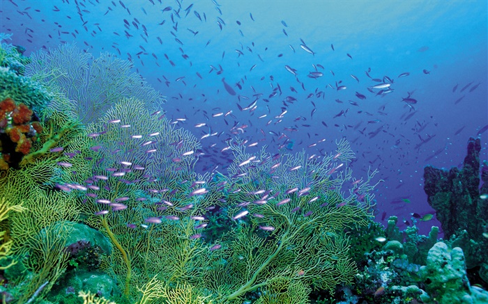 Beautiful undersea, plants and fish Wallpapers Pictures Photos Images