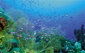 Beautiful undersea, plants and fish HD wallpaper