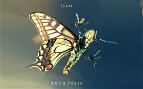 Butterfly, insect, wings HD wallpaper