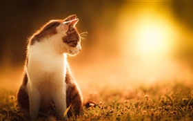 Cat at sunset HD wallpaper
