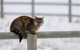 Cat in winter, fence, snow, cold HD wallpaper