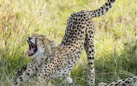 Cheetah close-up, savanna