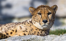 Cheetah, face, eyes, rest HD wallpaper