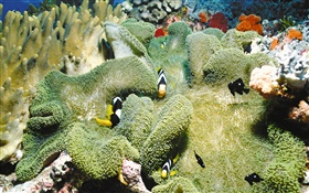 Coral, clown fish, underwater HD wallpaper