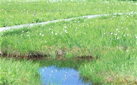 Grass, flowers, water HD wallpaper