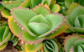 Green aloe leaves close-up HD wallpaper