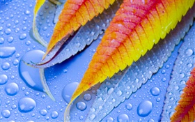 Leaf with water drops HD wallpaper