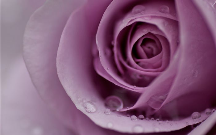 Light purple rose, flower petals, water drops, close-up Wallpapers Pictures Photos Images