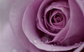 Light purple rose, flower petals, water drops, close-up HD wallpaper