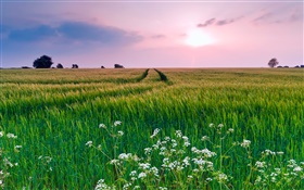 Nature scenery, field, grass, flowers, summer, sunset HD wallpaper