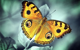 Orange butterfly